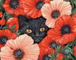 Des yeux parmi les coquelicots