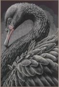 Cygne noir