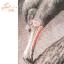Cygne noir