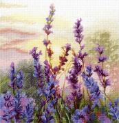 Lavande en fleurs