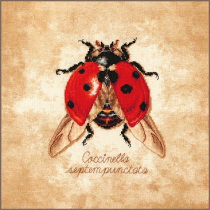 Coccinella Septempunctata