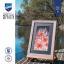 Coquelicots sauvages