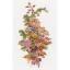 Baies d'automne (Olga Ionaitis)