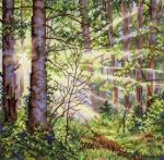 Forêt ensoleillée