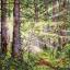 Forêt ensoleillée