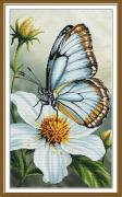 Papillon
