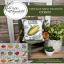 Vintage Seed Packets - Corn