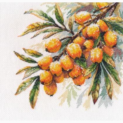 Une branche d\'argousier