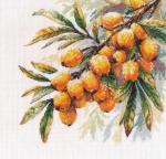 Une branche d'argousier