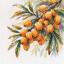 Une branche d'argousier