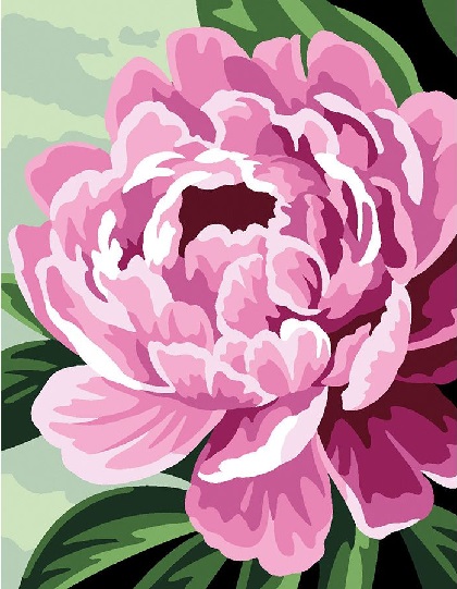 Pivoine