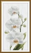 Symphonie blanche