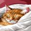 Chat endormi