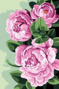 Pivoines