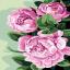 Pivoines