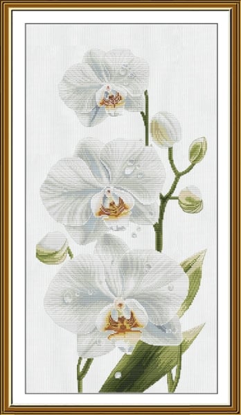Symphonie blanche