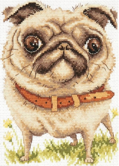 Pug-dog